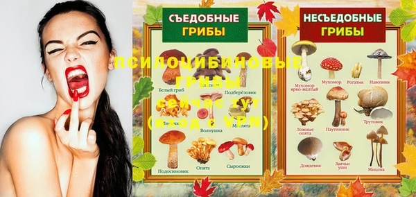 стаф Арсеньев