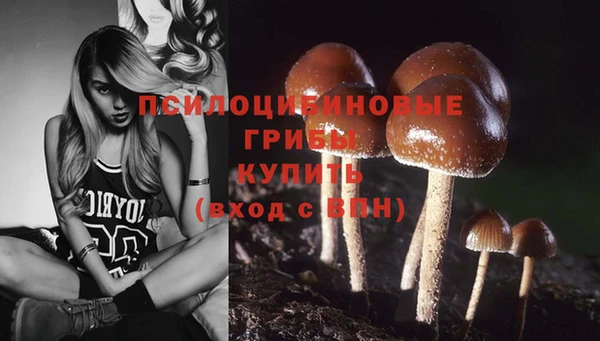 прущие грибы Каменск-Шахтинский